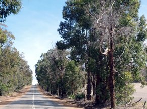 Thumbnail for Anthropogenic Disturbances and the Emergence of Native Diseases: a Threat to Forest Health