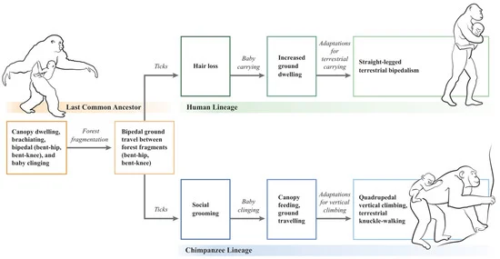 Thumbnail for Ticks, Hair Loss, and Non-Clinging Babies: A Novel Tick-Based Hypothesis for the Evolutionary Divergence of Humans and Chimpanzees