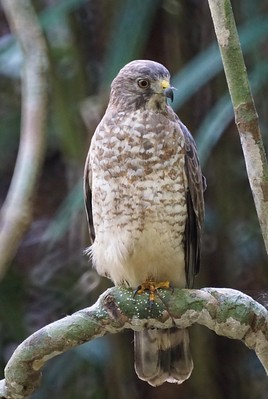 Thumbnail for Range contractions of the Broad-winged Hawk in the Northeast United States