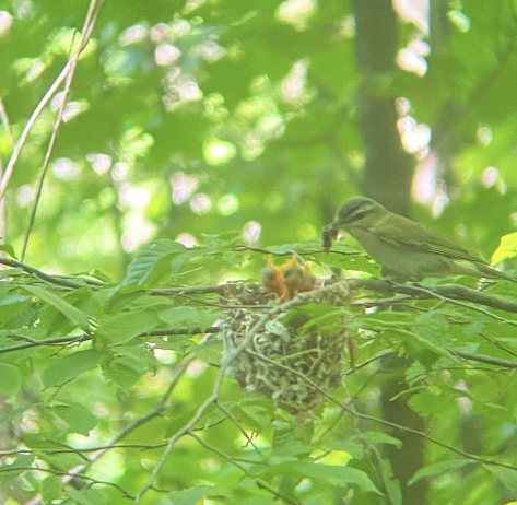 Thumbnail for Effects of Forest Patch Size and Shape on Breeding Bird Species Richness