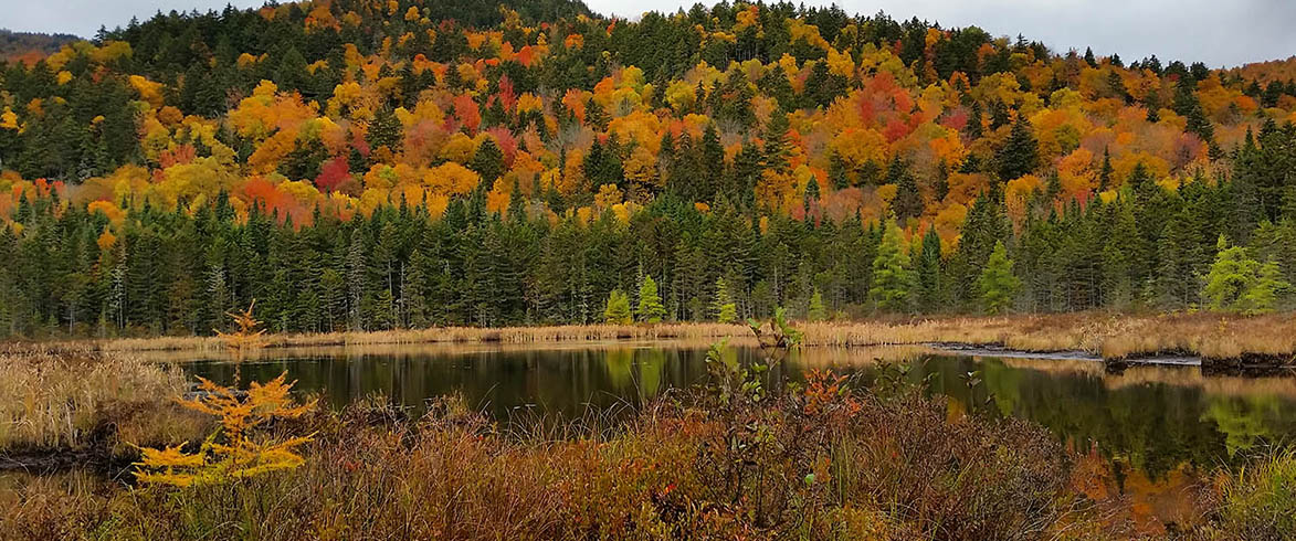 Thumbnail for New Hampshire Forest Statistics