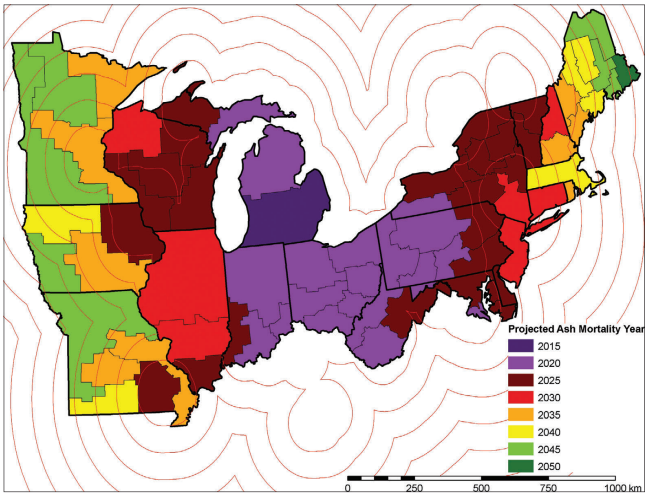 Thumbnail for Modeling the Effects of Emerald Ash Borer on Forest Composition in the Midwest and Northeast United States