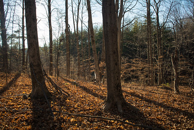 Thumbnail for Conflict resolution and community support for conservation in the Northern Forest: A comparative case study from Maine