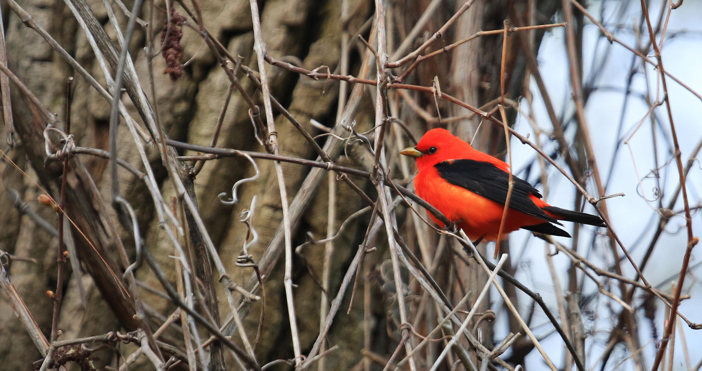 Thumbnail for Audubon Vermont, Why Healthy Forests?, Keeping Common Birds Common