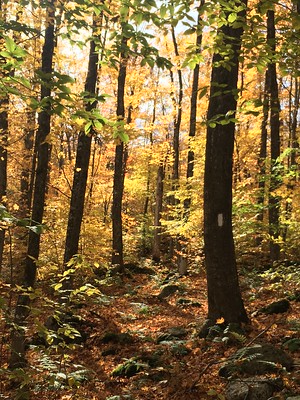 Thumbnail for Improving Vermont's Forest Integrity Through Empowerment of Woman Forest Landowners