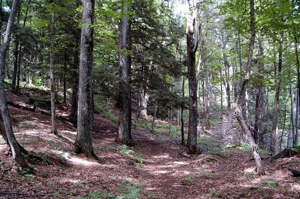 Thumbnail for Vermont woodlands Groups meet to discuss forestry challenges