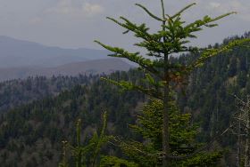 Thumbnail for Ownership, Governance, Uses, and Ecosystem Services of Community Forests in the Eastern United States