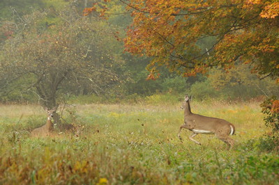 Thumbnail for Deer and invasive plants in suburban forests: assessing variation in deer pressure and herbivory