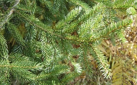 healthy red spruce foliage