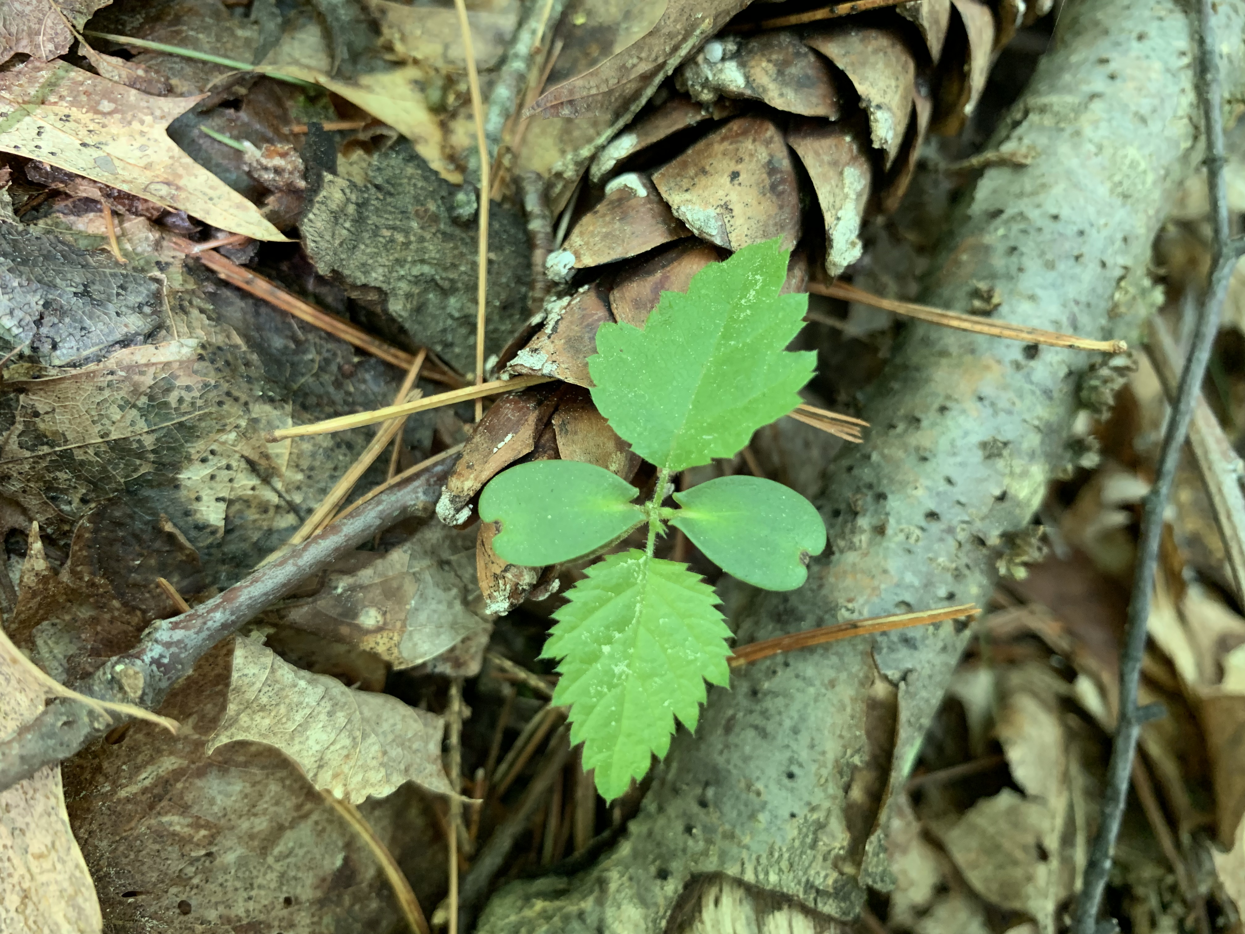 image of seedling on leafy ground