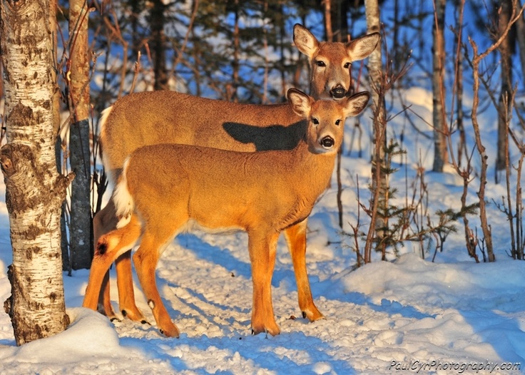 two deer looking at the camera standing next to a birch tree in the snow