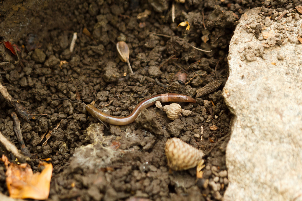 image of jumping worm