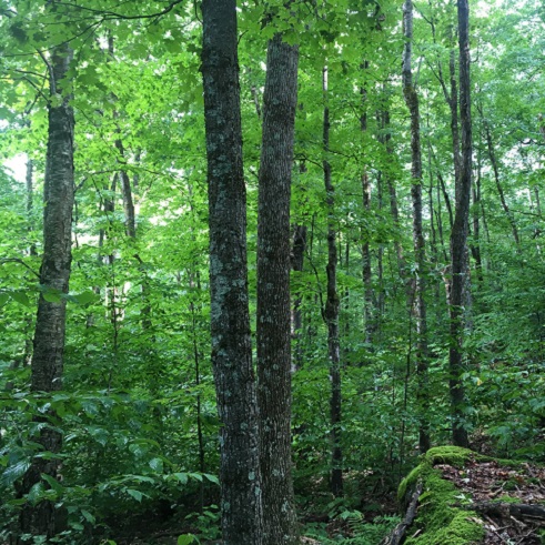 image of light coming thourgh trees with green leaves