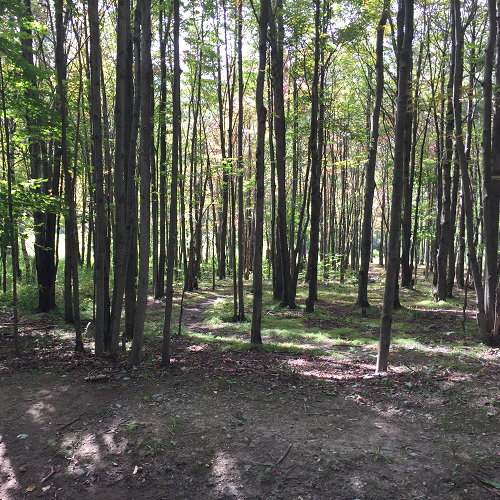 image of young forest, close narrow trees without leaves