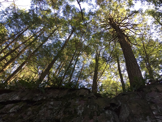 Trees on a ledge