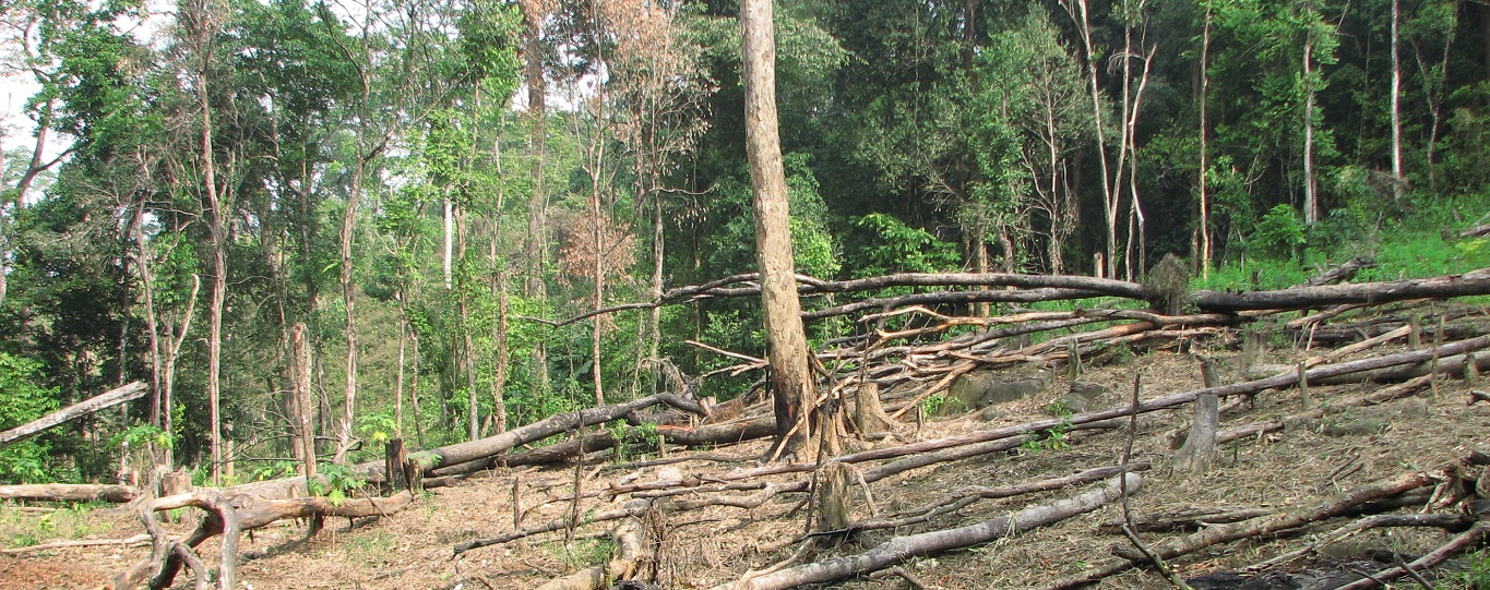 Thumbnail for Forest loss in New England: A projection of recent trends