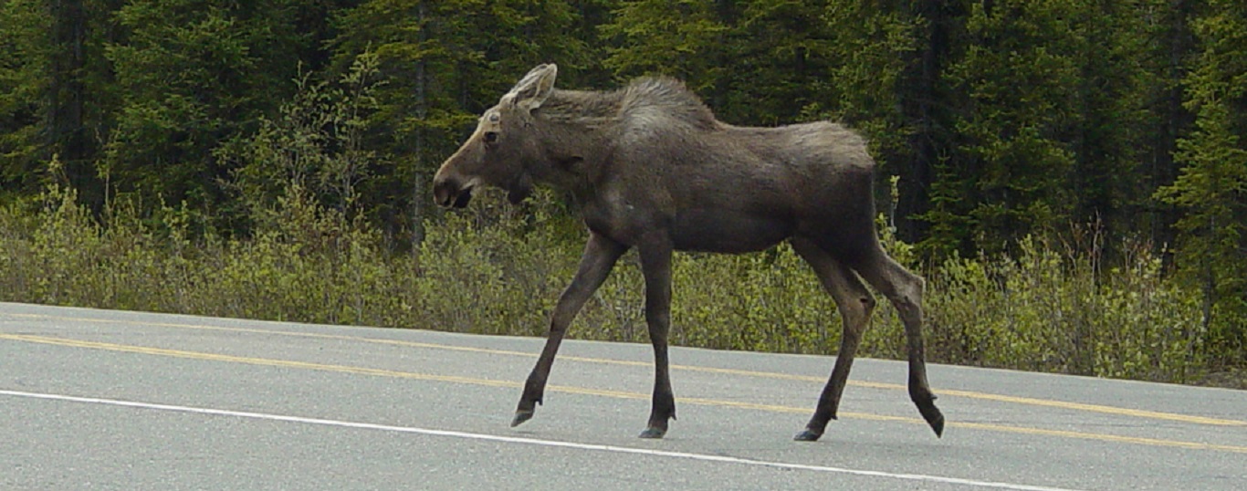 Thumbnail for Wildlife Road Watch: Citizen Scientist Observations