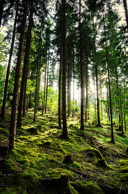 Main page image for Landscape-scale forest connectivity for Vermont