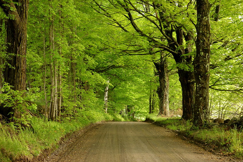 Main page image for Pine Bark Adelgid 1995-1996