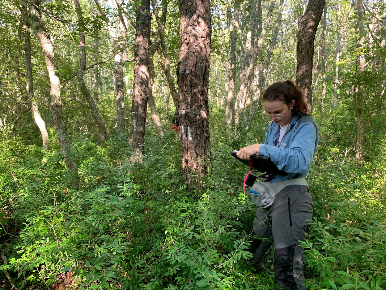 Main page image for Tree Identifying Information