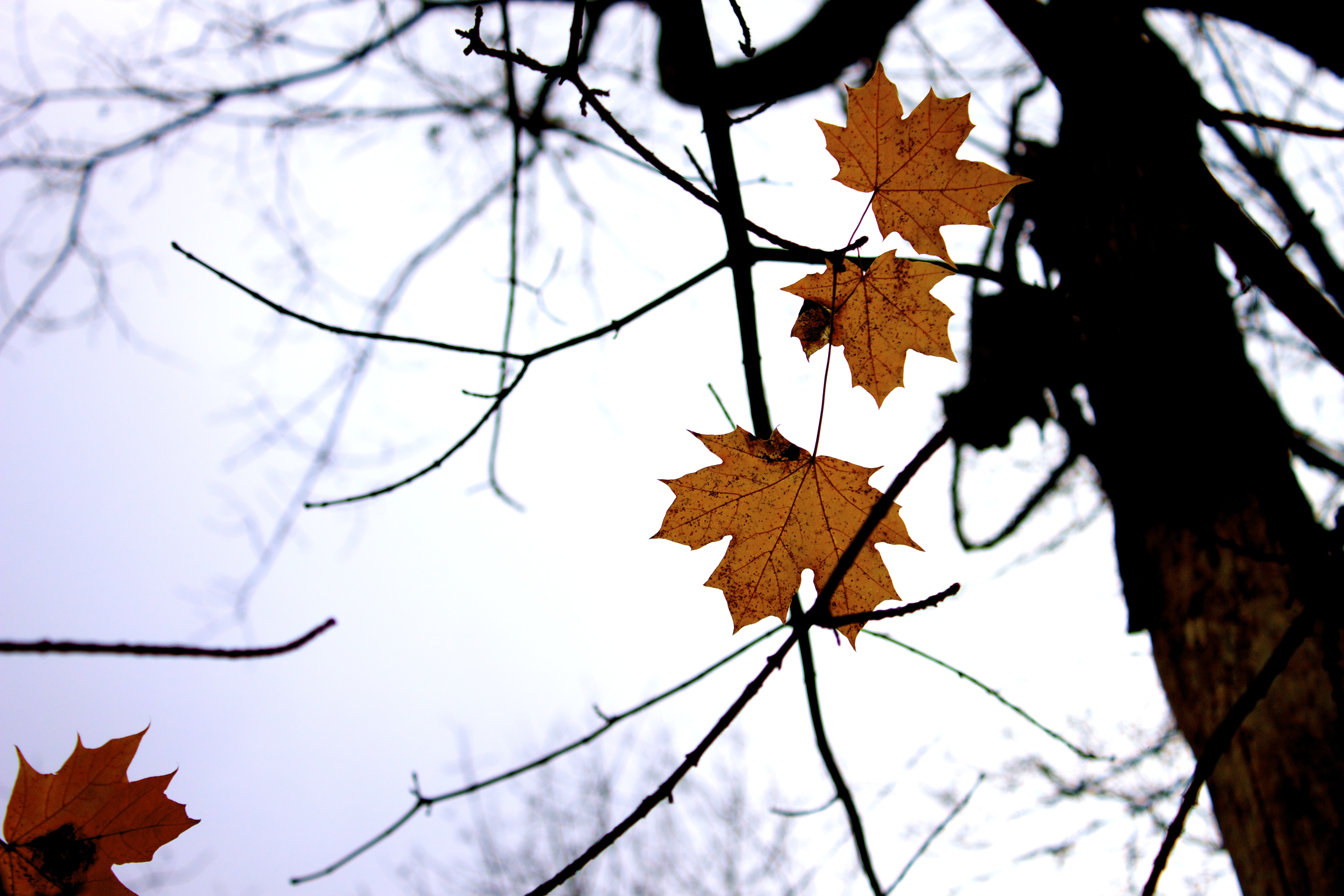 Main page image for Forest Health Monitoring Tree Species Codes