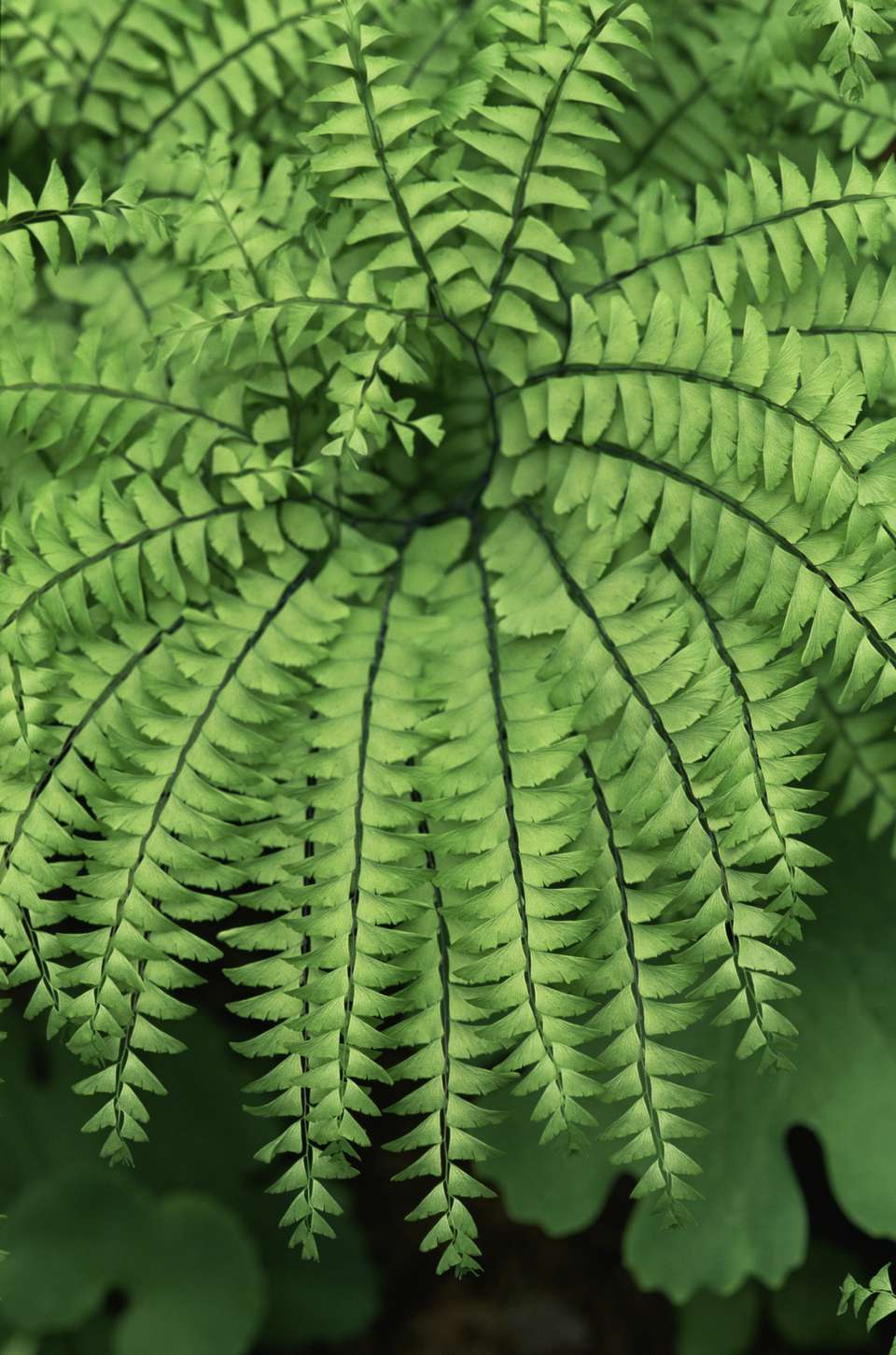 Main page image for Fern Diversity at Forest Health Monitoring Plots