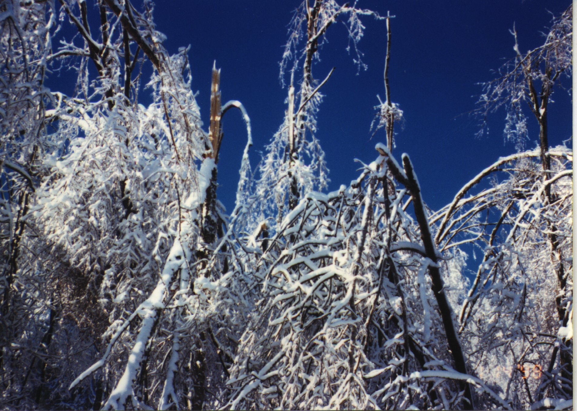 Main page image for Sugarbush Data After Ice Storm Location Info