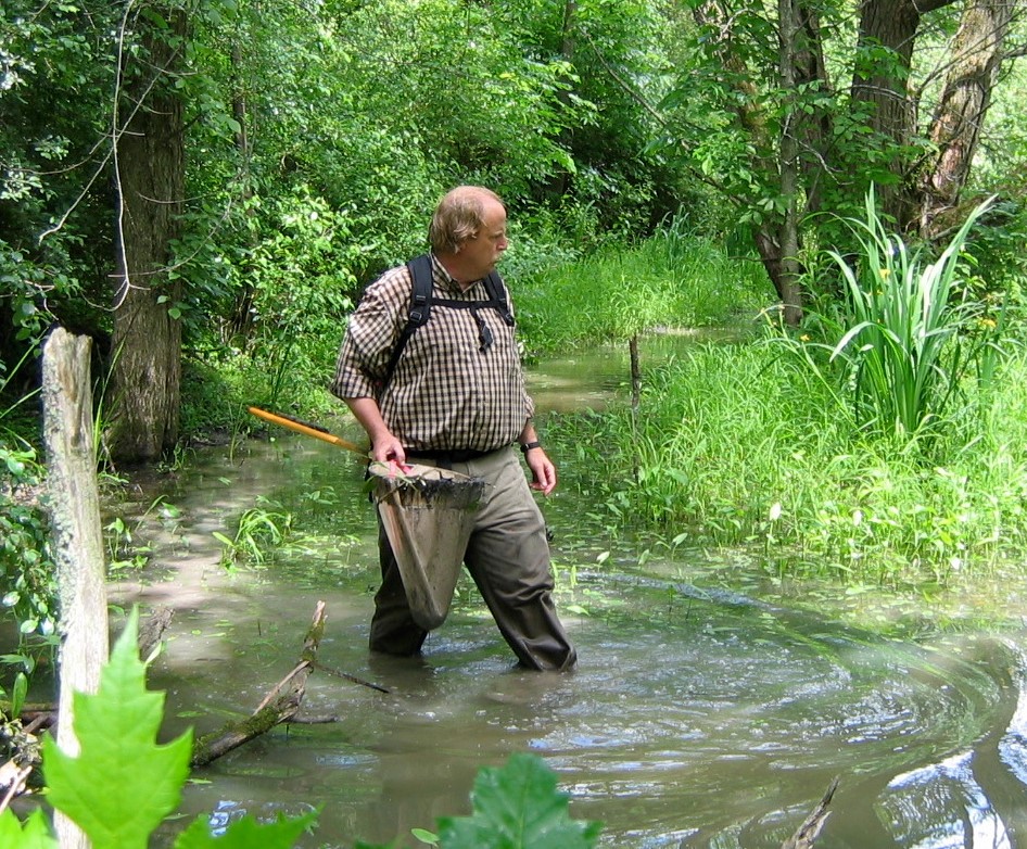 Main page image for Amphibian Stream Surveys