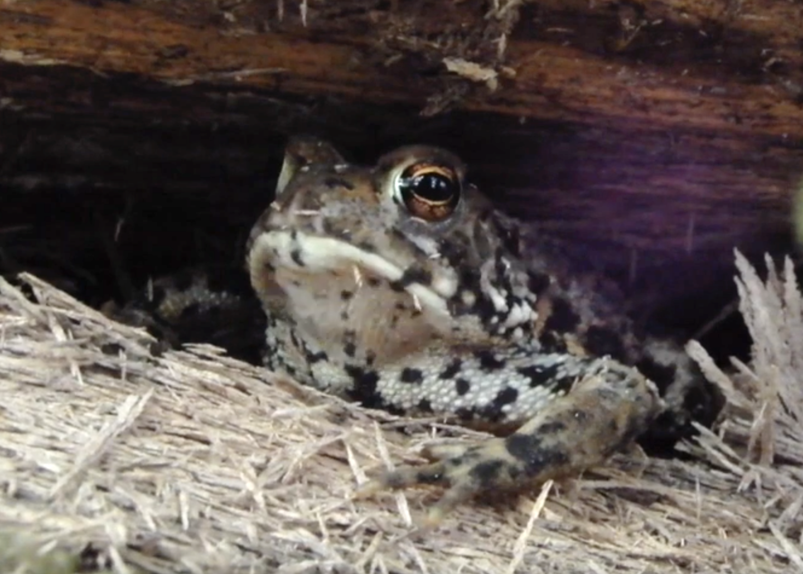 American Toad