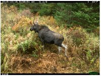 Thumbnail for Reducing wildlife mortality on roads in Vermont: documenting wildlife movement near bridges and culverts to improve related conservation investments