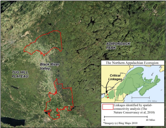 Thumbnail for Securing permeable roadways for wide-ranging wildlife in the Black River Valley