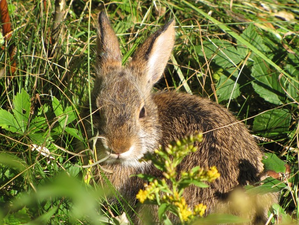 Thumbnail for A multiscale analysis of gene flow for the New England cottontail, an imperiled habitat specialist in a fragmented landscape