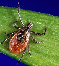 Thumbnail for N.H. Braces For More Ticks & More Tick-Borne Disease 