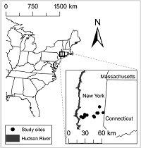 Thumbnail for Determinants of home-range size of imperiled New England cottontails (Sylvilagus transitionalis) and introduced eastern cottontails (Sylvilagus floridanus)