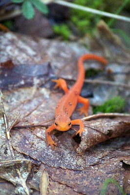 Thumbnail for Consequences of forest fragmentation for juvenile survival in spotted (Ambystoma maculatum) and marbled (Ambystoma opacum) salamanders