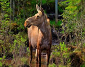 Thumbnail for NH Wildlife Corridors