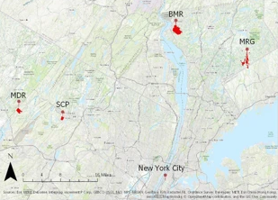 Thumbnail for The effects of urbanization on carnivores in the New York metropolitan area