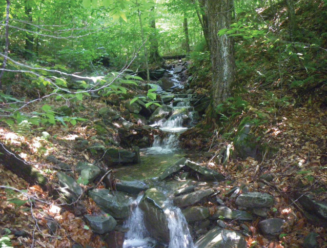 Thumbnail for Forestland Parcelization in Upstate New York Despite Economic Stagnation and a Declining Population