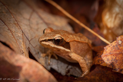 Thumbnail for The Vermont Reptile and Amphibian Atlas