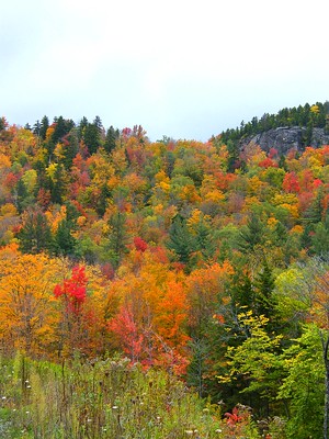 Thumbnail for Developments in Forest and Environmental Law Influencing Natural Resource Management and Forestry Practices in the United States of America and Canada