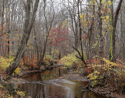 Thumbnail for Our forests are a precious resource