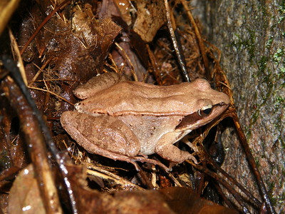 Thumbnail for Assessment of the Impact of Forest Habitat Fragmentation Through Analysis of Genetic Variability of Wood Frogs in Continuous and Discontinuous Forested Swamp Areas in Connecticut