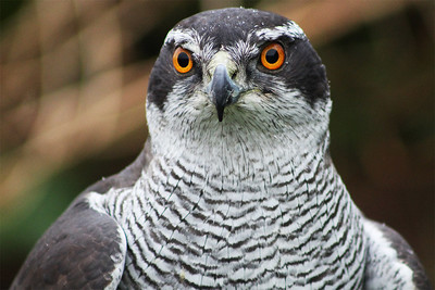 Thumbnail for Habitat, Food Habits, And Productivity Of Northern Goshawks Nesting In Connecticut