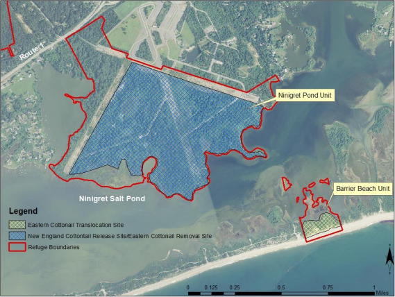 Thumbnail for Reintroduction of New England Cottontail (Sylvigaus transitionalis) on Ninigret National Wildlife Refuge