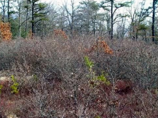 Thumbnail for Habitat Preferences of New England Cottontail and Eastern Cottontail in Relation to Proximity to Wetlands and Developed Areas