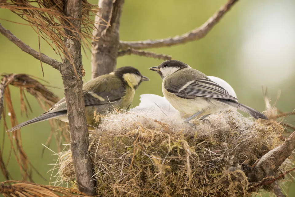 Thumbnail for Artificial Nest Predation Dynamics Along a Forest Fragmentation Gradient: A Preliminary Analysis