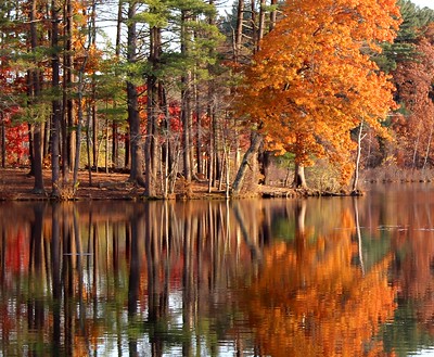 Thumbnail for Managing Forests within a Watershed: The Importance of Stewardship