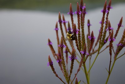 Thumbnail for Bees, Specialists and Global Change in Forests of the Northeastern United States