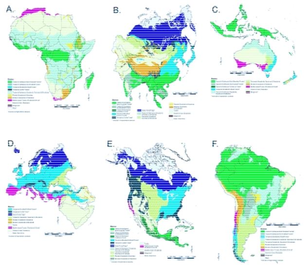 Thumbnail for Distribution and Causes of Global Forest Fragmentation