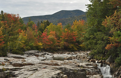 Thumbnail for U.S. Family Forest Owners' Forest Management for Climate Adaptation: Perspectives From Extension and Outreach Specialists